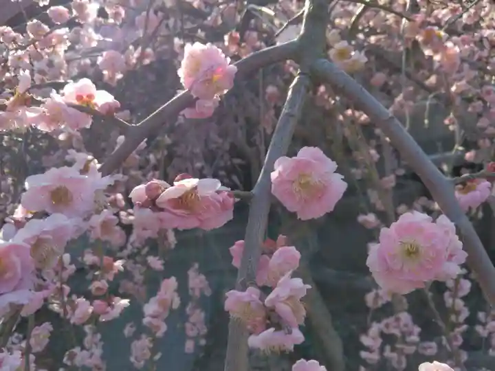 妙法寺(山崎)(神奈川県)