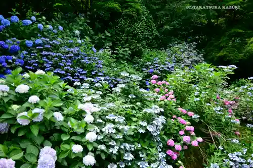 高幡不動尊　金剛寺の自然