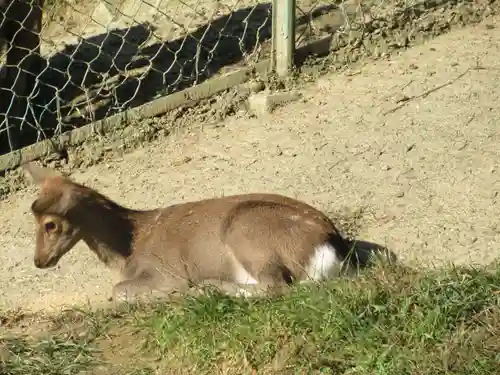 小鹿神社の動物
