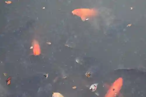 武田神社の動物