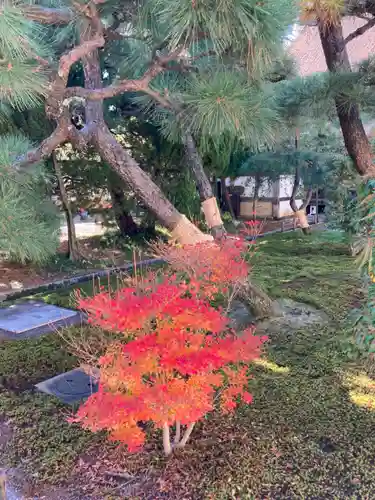 本願寺（西本願寺）の自然