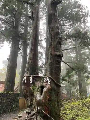 玉置神社の自然