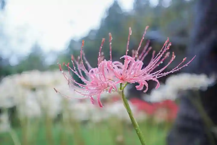 南原寺(山口県)