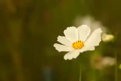 般若寺 ❁﻿コスモス寺❁(奈良県)