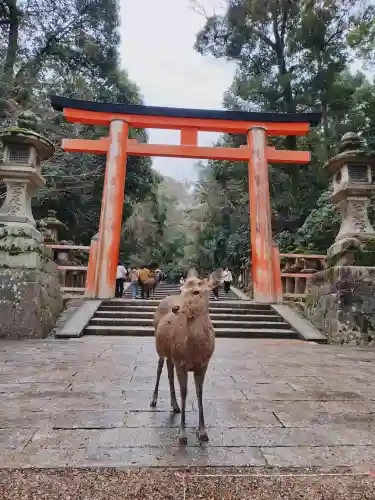 春日大社の{uncategorized: "未分類", other: "その他", undefined: "問題あり", building: "その他建物", grave: "お墓", sacred_gate: "鳥居", guardian: "狛犬", statue: "像", buddha: "仏像", history: "歴史", nature: "自然", garden: "庭園", animal: "動物", pagoda: "塔", temizu: "手水舎", mountain_gate: "山門・神門", sanctuary: "本殿・本堂", subordinate: "末社・摂社", art: "芸術", scenery: "景色", jizo: "地蔵", ema: "絵馬", goshuin: "御朱印", omikuji: "おみくじ", items: "授与品その他", amulet: "お守り", goshuincho: "御朱印帳", eats: "食事", festival: "お祭り", votive_dance: "神楽", shichigosan: "七五三参", wedding: "結婚式", experience: "体験その他", initially: "初詣", around: "周辺", anti_infection: "感染症対策"}
