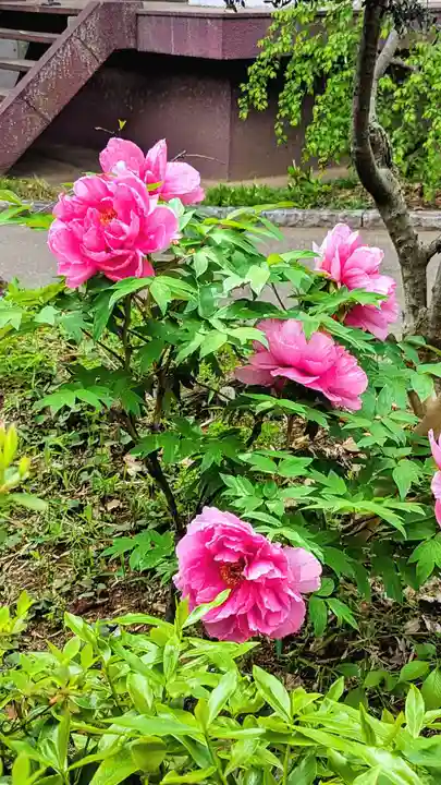 大宮・大原神社の自然