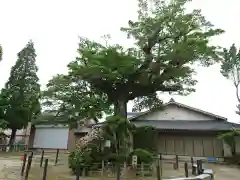 八幡宮（井田八幡宮）の自然