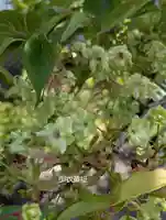 本覺寺(神奈川県)