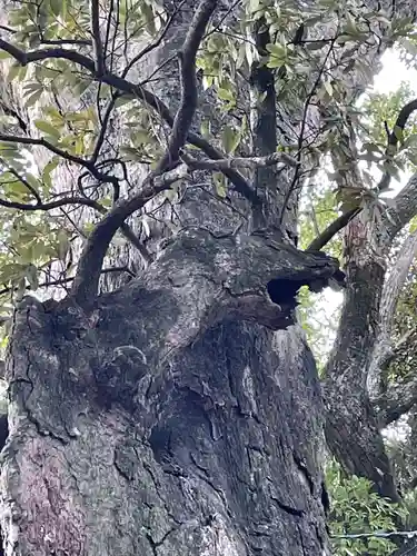 八幡竃門神社の自然