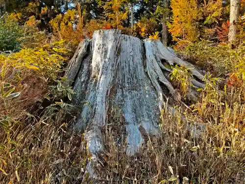 秋葉山本宮 秋葉神社 上社の自然