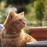 天王山 安楽寺(福井県)