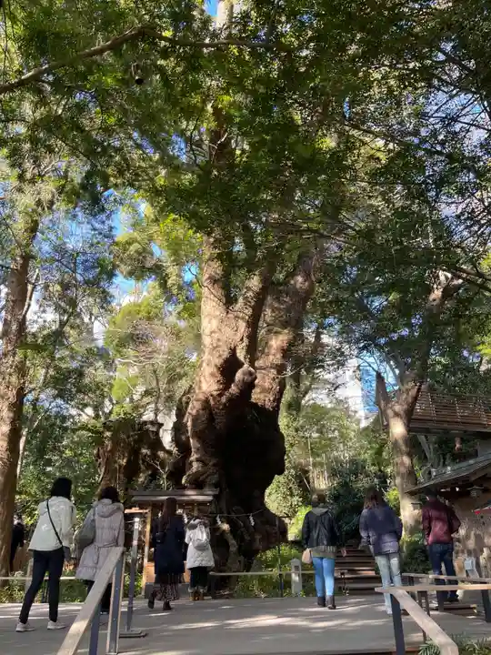 來宮神社の自然