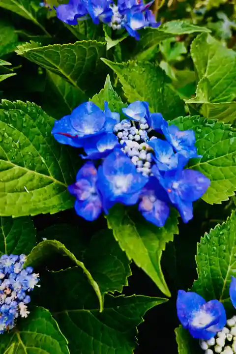 耕田院(山形県)