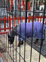 神田神社（神田明神）の動物