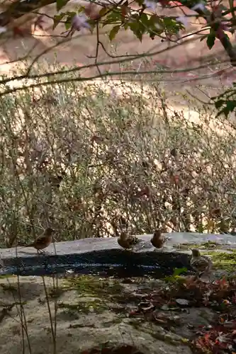 伽耶院(兵庫県)