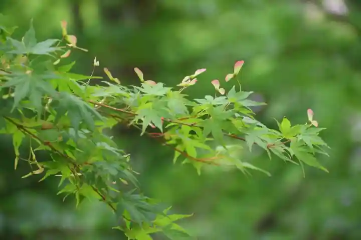 長屋神社の自然