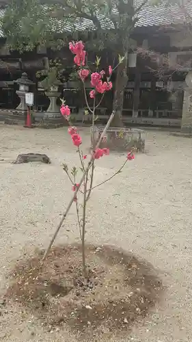 今宮神社(京都府)