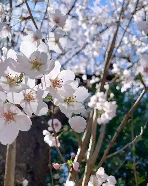 滑川神社 - 仕事と子どもの守り神の自然