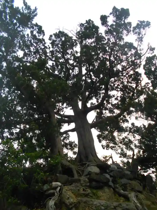 森戸大明神(森戸神社)の自然