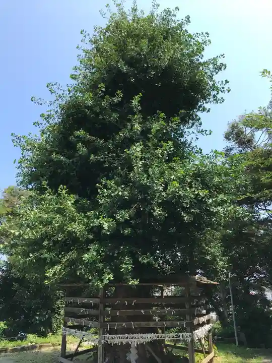 熊野神社(長井熊野神社)の自然