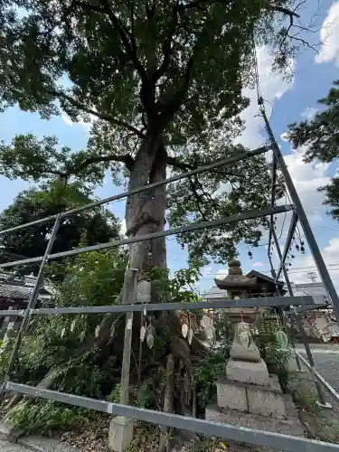 縣神社(京都府)