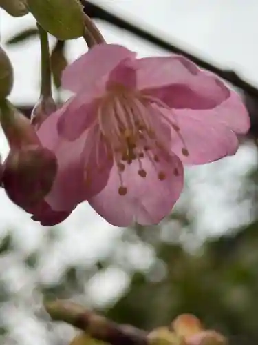 観音神社(広島県)