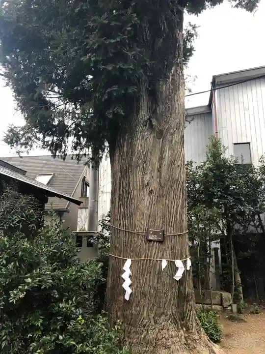 健田須賀神社の自然