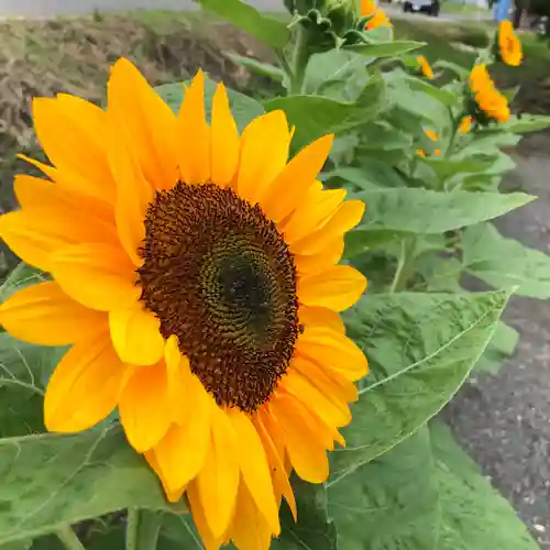 高司神社〜むすびの神の鎮まる社〜の自然