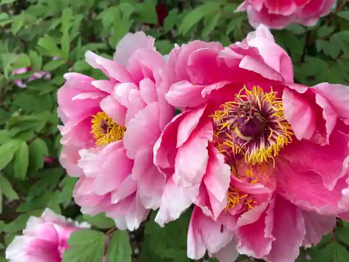長谷寺の{uncategorized: "未分類", other: "その他", undefined: "問題あり", building: "その他建物", grave: "お墓", sacred_gate: "鳥居", guardian: "狛犬", statue: "像", buddha: "仏像", history: "歴史", nature: "自然", garden: "庭園", animal: "動物", pagoda: "塔", temizu: "手水舎", mountain_gate: "山門・神門", sanctuary: "本殿・本堂", subordinate: "末社・摂社", art: "芸術", scenery: "景色", jizo: "地蔵", ema: "絵馬", goshuin: "御朱印", omikuji: "おみくじ", items: "授与品その他", amulet: "お守り", goshuincho: "御朱印帳", eats: "食事", festival: "お祭り", votive_dance: "神楽", shichigosan: "七五三参", wedding: "結婚式", experience: "体験その他", initially: "初詣", around: "周辺", anti_infection: "感染症対策"}
