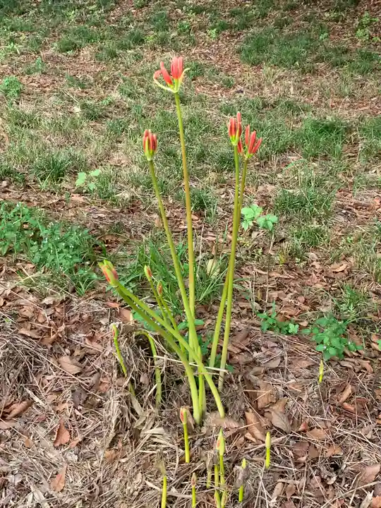 胸形神社(栃木県)