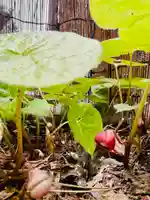 土津神社|こどもと出世の神さまの自然