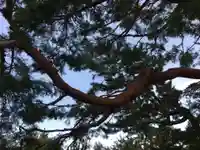 伊勢神宮外宮(豊受大神宮)の自然