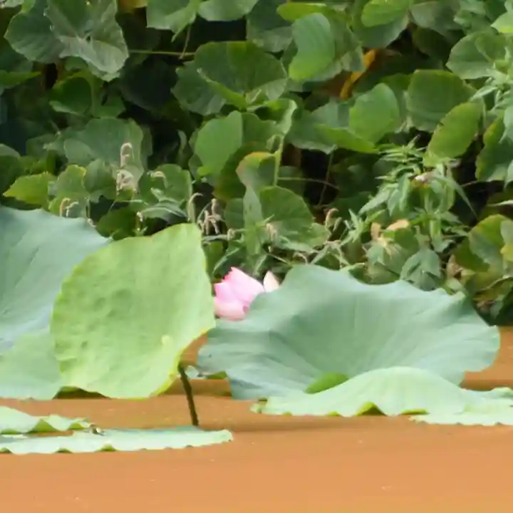 鏡石鹿嶋神社 *安産・開運・勝利の神さま*(福島県)