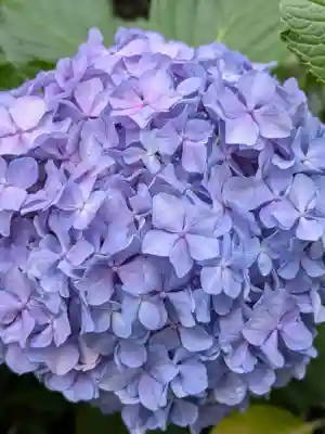 桜神宮(東京都)