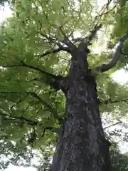 久が原西部八幡神社の自然