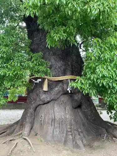 上野東照宮(東京都)