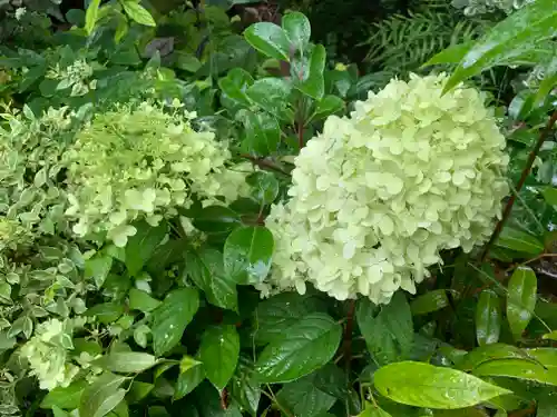 東京大神宮の自然