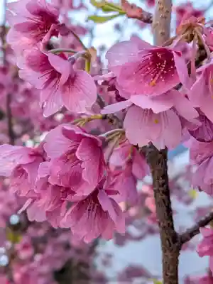 田中稲荷神社(東京都)