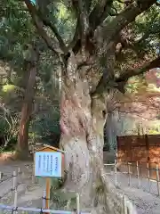 小國神社の自然