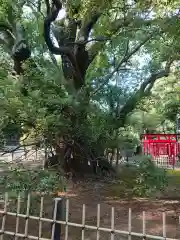 浜松八幡宮の自然