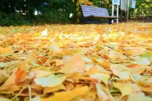 大崎八幡宮の自然