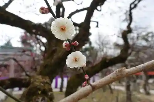 北野天満宮の自然