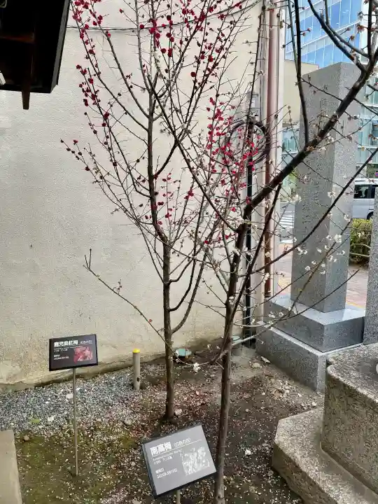 櫻木神社の{uncategorized: "未分類", other: "その他", undefined: "問題あり", building: "その他建物", grave: "お墓", sacred_gate: "鳥居", guardian: "狛犬", statue: "像", buddha: "仏像", history: "歴史", nature: "自然", garden: "庭園", animal: "動物", pagoda: "塔", temizu: "手水舎", mountain_gate: "山門・神門", sanctuary: "本殿・本堂", subordinate: "末社・摂社", art: "芸術", scenery: "景色", jizo: "地蔵", ema: "絵馬", goshuin: "御朱印", omikuji: "おみくじ", items: "授与品その他", amulet: "お守り", goshuincho: "御朱印帳", eats: "食事", festival: "お祭り", votive_dance: "神楽", shichigosan: "七五三参", wedding: "結婚式", experience: "体験その他", initially: "初詣", around: "周辺", anti_infection: "感染症対策"}