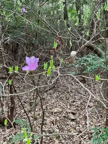 尾張冨士大宮浅間神社(愛知県)