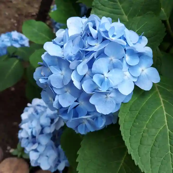 八幡神社の自然