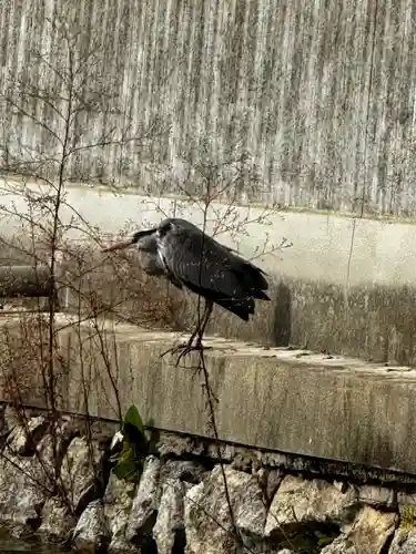 東寺（教王護国寺）の動物