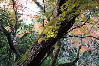 平安神宮(京都府)
