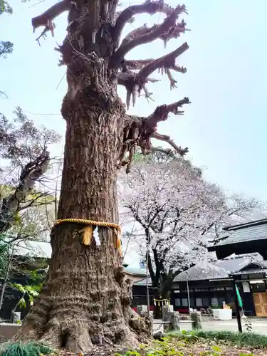 前原御嶽神社の自然