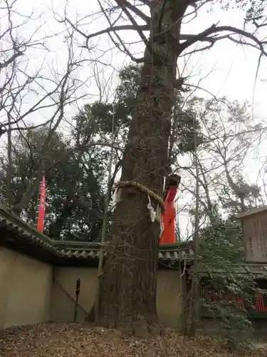 河合神社（鴨川合坐小社宅神社）の自然