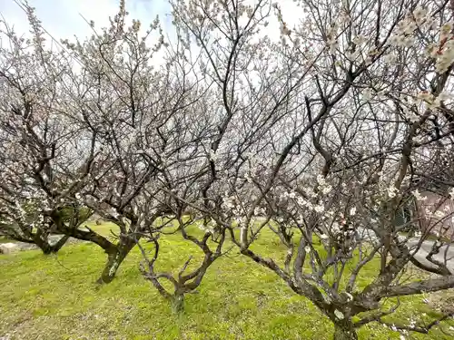 八宮赤山神社(滋賀県)